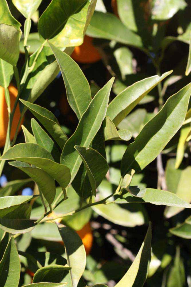            Sun leaves (Riverside, CA)   